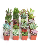 Four unique mini succulent plants from Shop Succulents in a collection, featuring diverse shapes and vibrant green leaves.