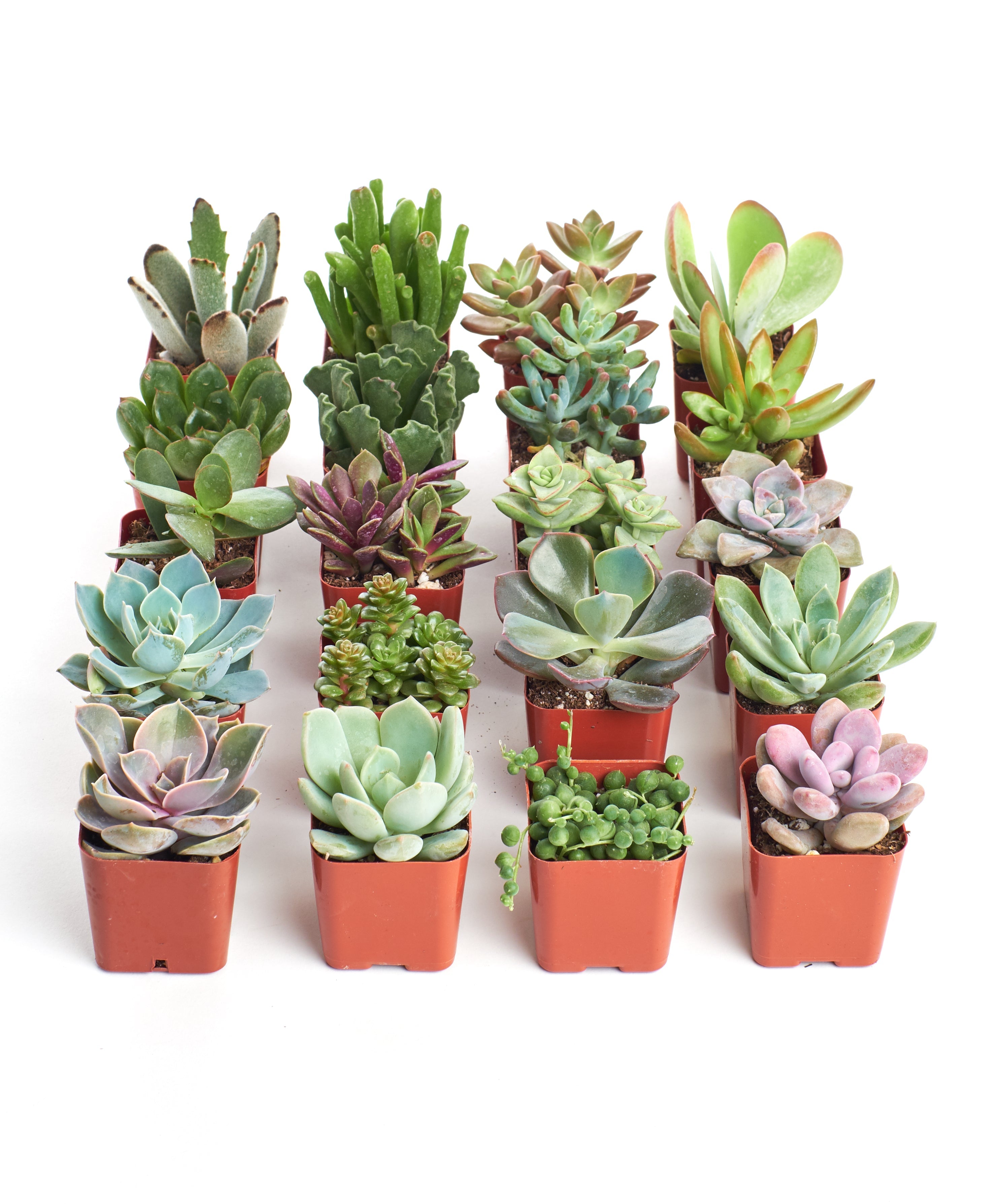 Four unique mini succulent plants from Shop Succulents in a collection, featuring diverse shapes and vibrant green leaves.