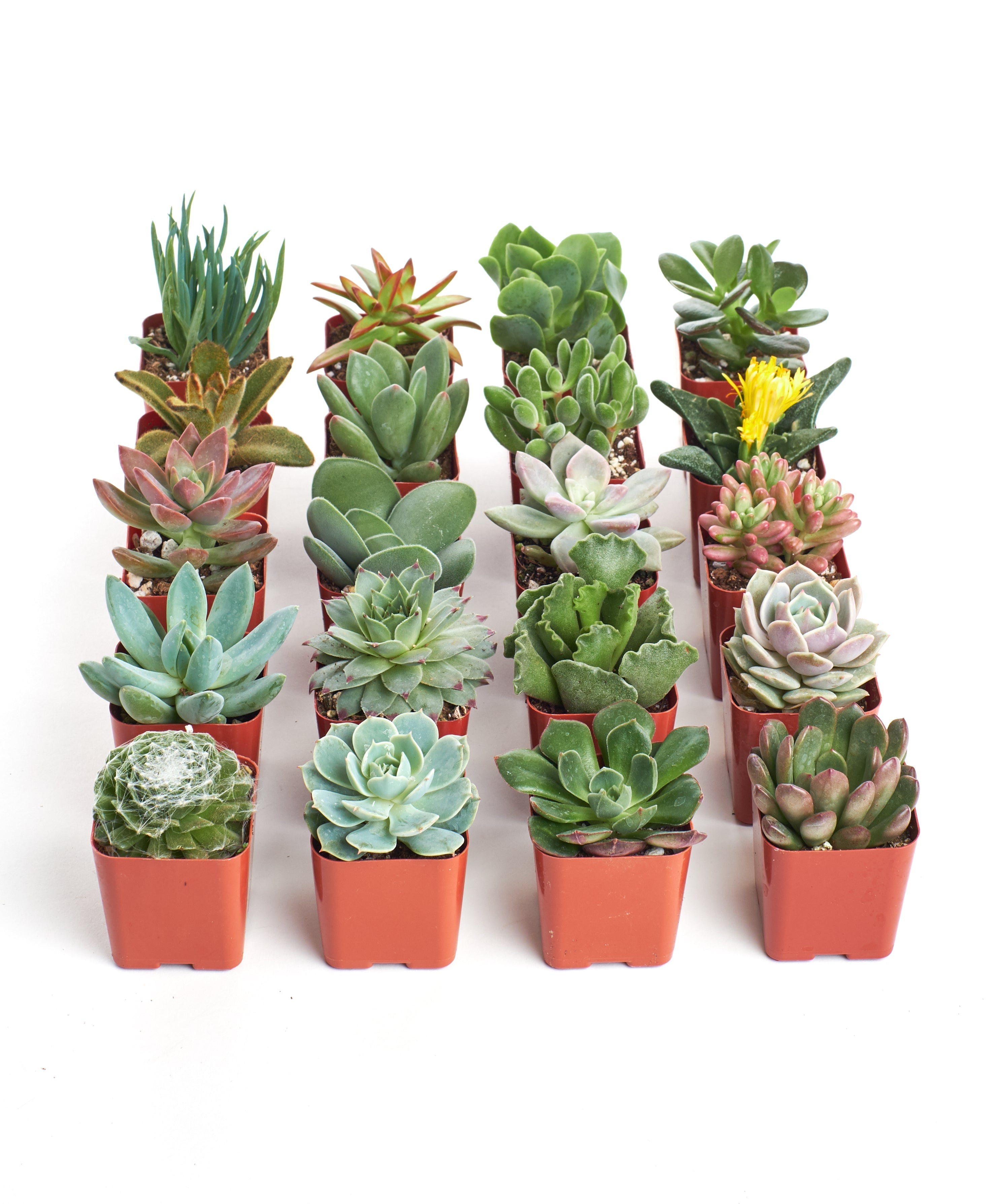 Four small, unique mini succulents from Shop Succulents' collection, showcasing diverse shapes and vibrant green tones.