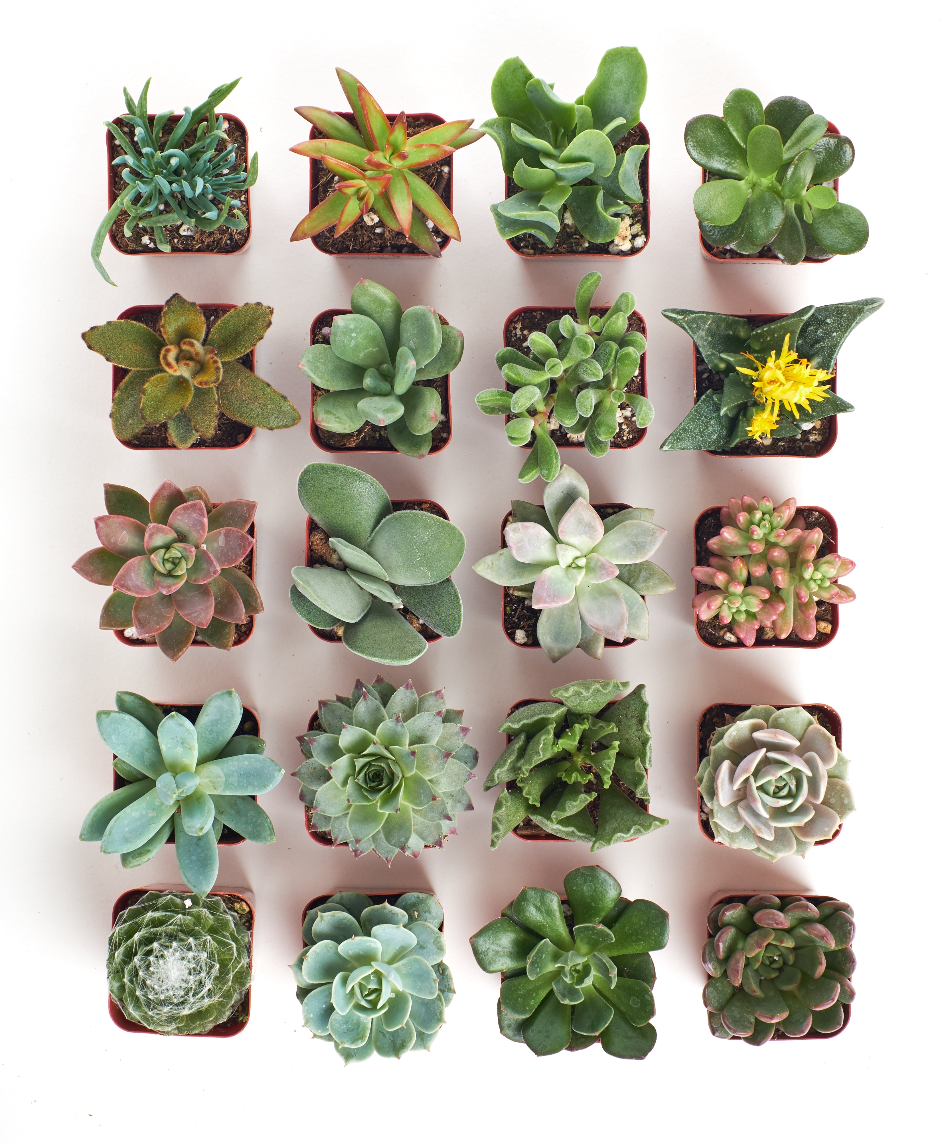 Four unique mini succulent plants in small pots from the Shop Succulents collection, perfect for indoor decor.