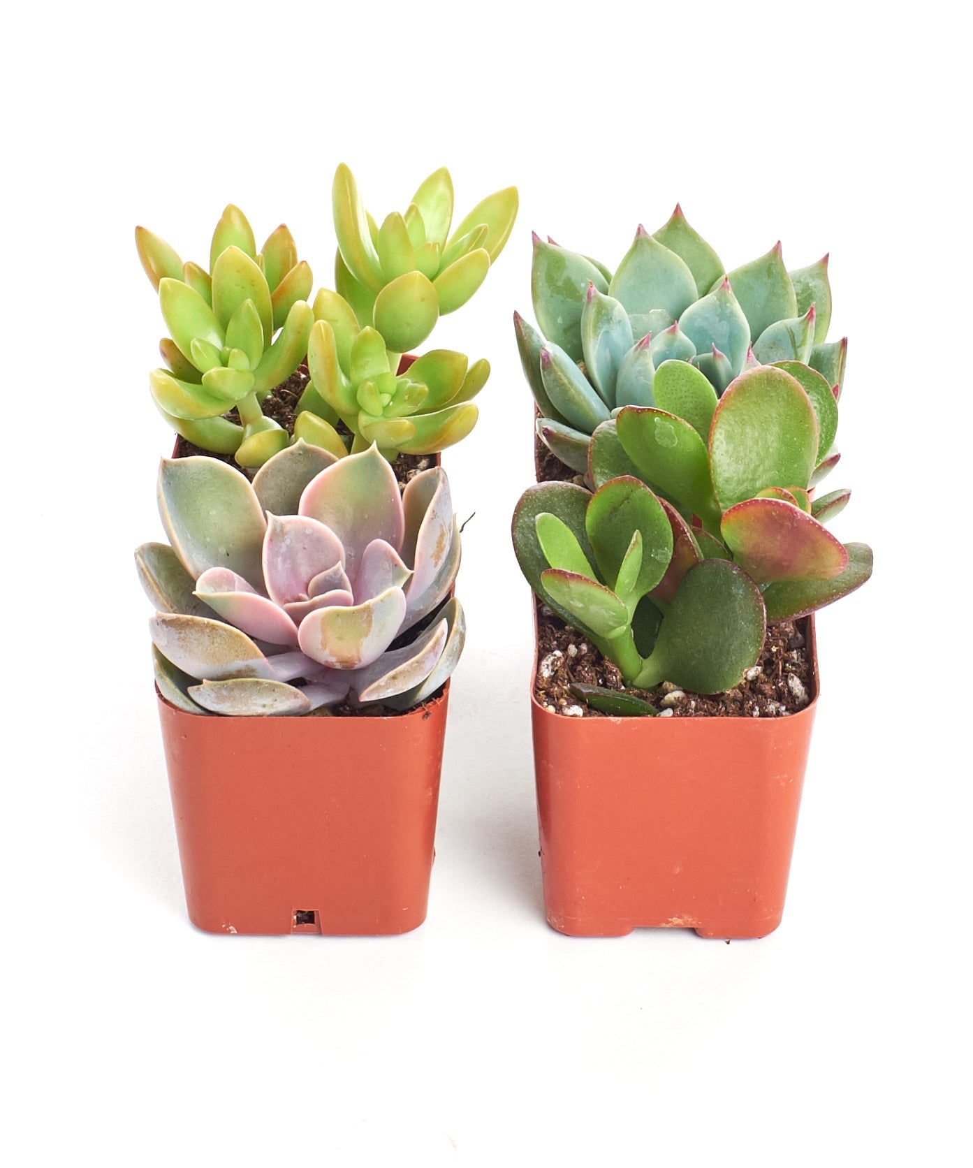 Four unique mini succulents from Shop Succulents' collection, featuring various small, vibrant succulent plants in a decorative arrangement.