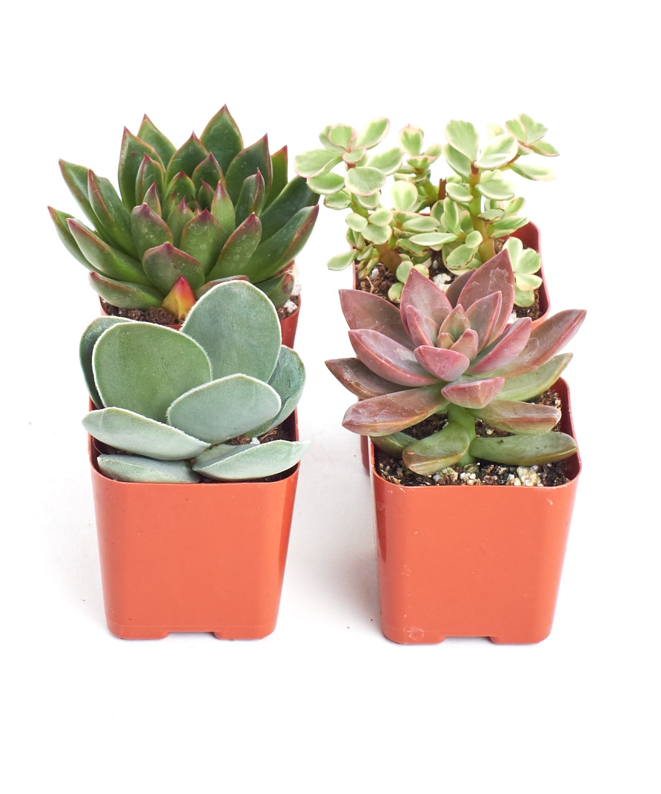 Four unique mini succulent plants from Shop Succulents' collection, showcasing varied shapes and vibrant green hues.
