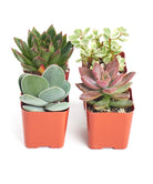 Four unique mini succulent plants from Shop Succulents' collection, showcasing varied shapes and vibrant green hues.