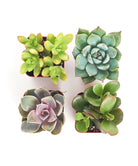 Four unique mini succulent plants from Shop Succulents' collection, featuring diverse shapes and vibrant green foliage.