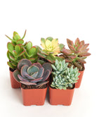 Four small unique mini succulents from Shop Succulents' collection, showcasing various shapes and vibrant green hues.