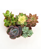 Four unique mini succulents from the Shop Succulents collection, showcasing diverse shapes and vibrant green tones.
