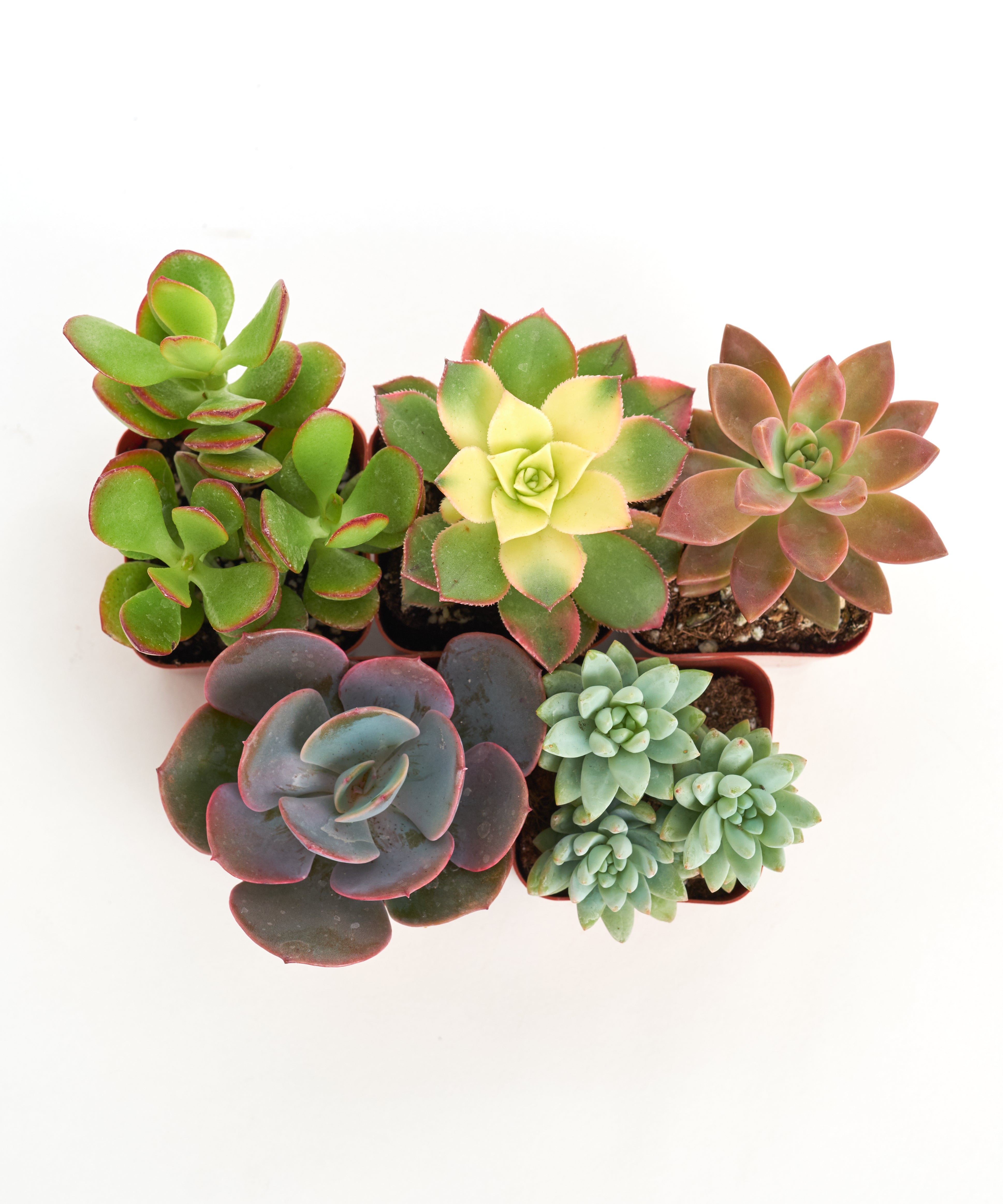 Four unique mini succulents from the Shop Succulents collection, showcasing diverse shapes and vibrant green tones.