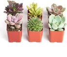 Four unique mini succulents from Shop Succulents in a collection, showcasing diverse small succulent varieties.