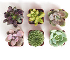 Four unique mini succulent plants from Shop Succulents' collection in small decorative pots, perfect for indoor display.