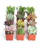 Four unique mini succulent plants from Shop Succulents' collection, featuring diverse shapes and vibrant green leaves.