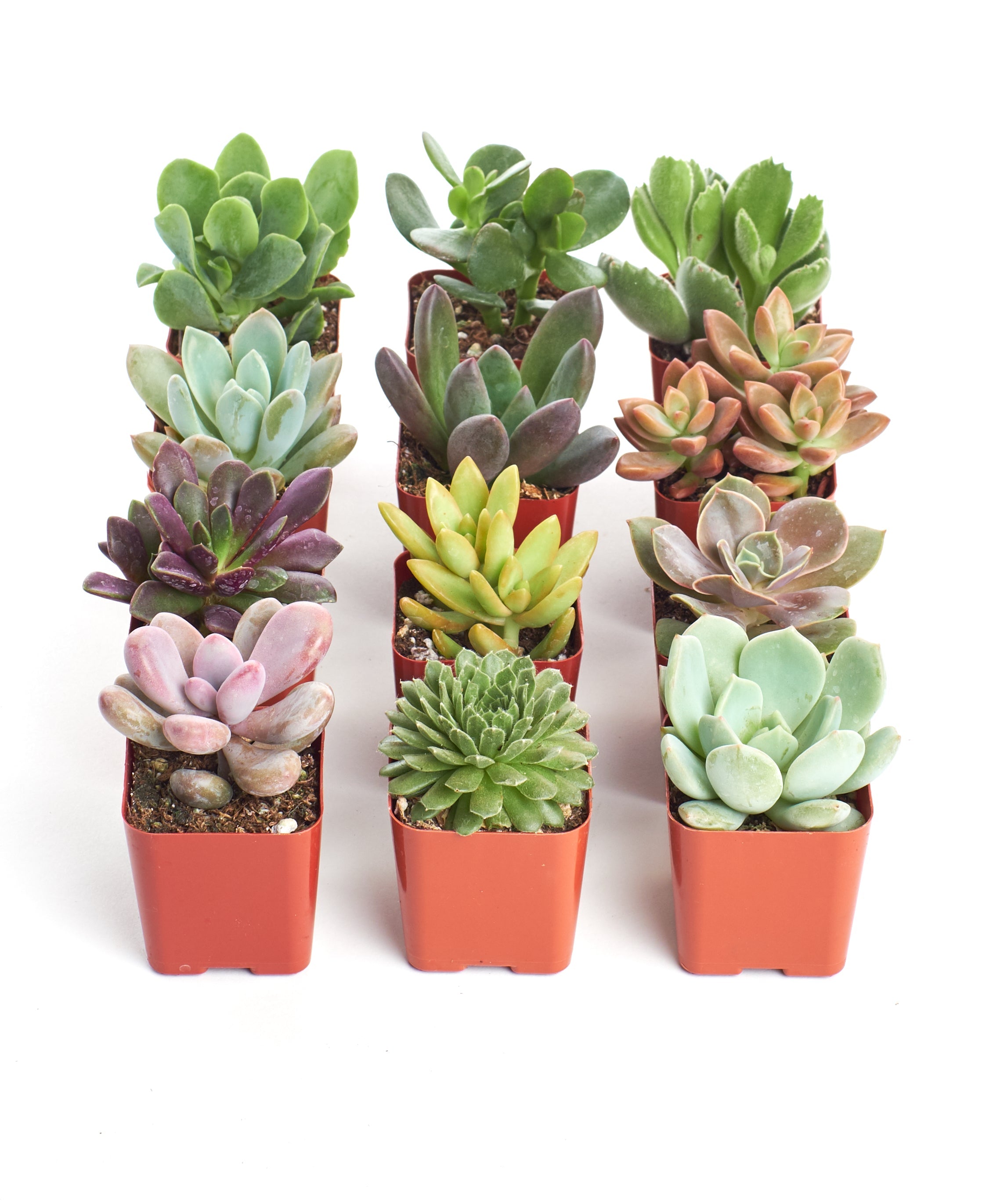 Four unique mini succulent plants from Shop Succulents' collection, featuring diverse shapes and vibrant green leaves.