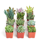 Four unique mini succulent plants in small pots from Shop Succulents' collection, perfect for tabletop or desk decor.