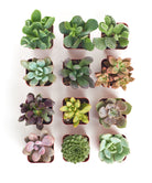 Four unique mini succulents from Shop Succulents' collection displayed in small pots, showcasing varying shapes and green tones.