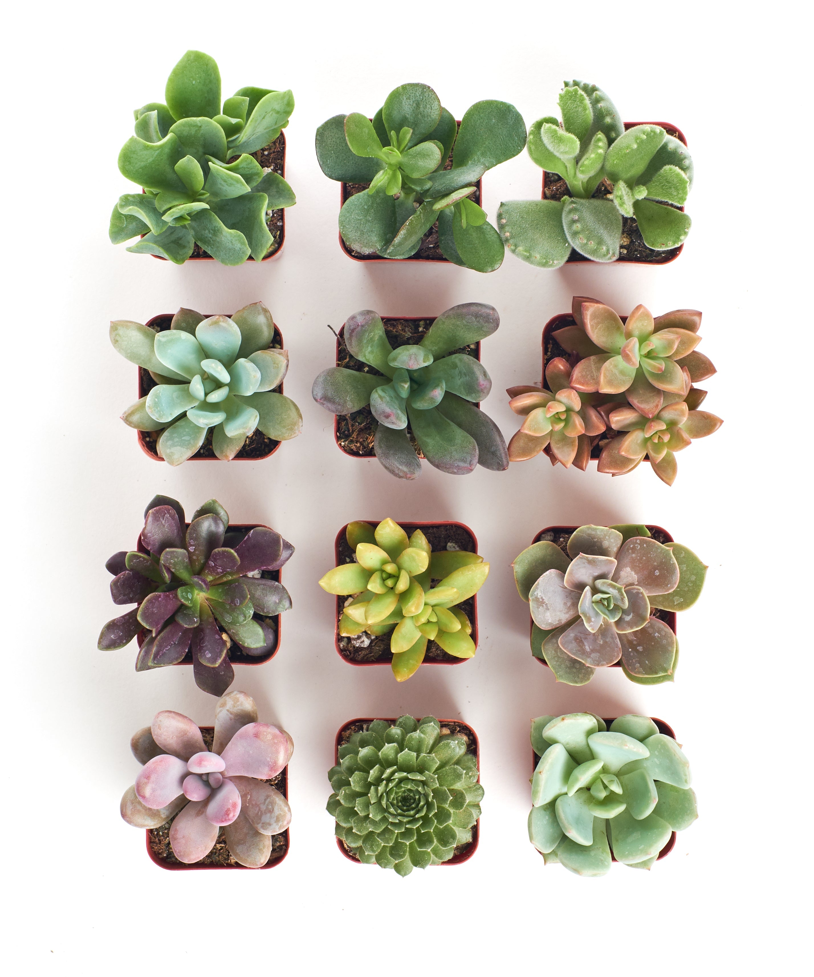 Four unique mini succulents from Shop Succulents' collection displayed in small pots, showcasing varying shapes and green tones.