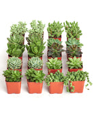 Four Verde Mini Succulents from Shop Succulents' collection in small decorative pots, showcasing vibrant green, rosette-shaped succulents.