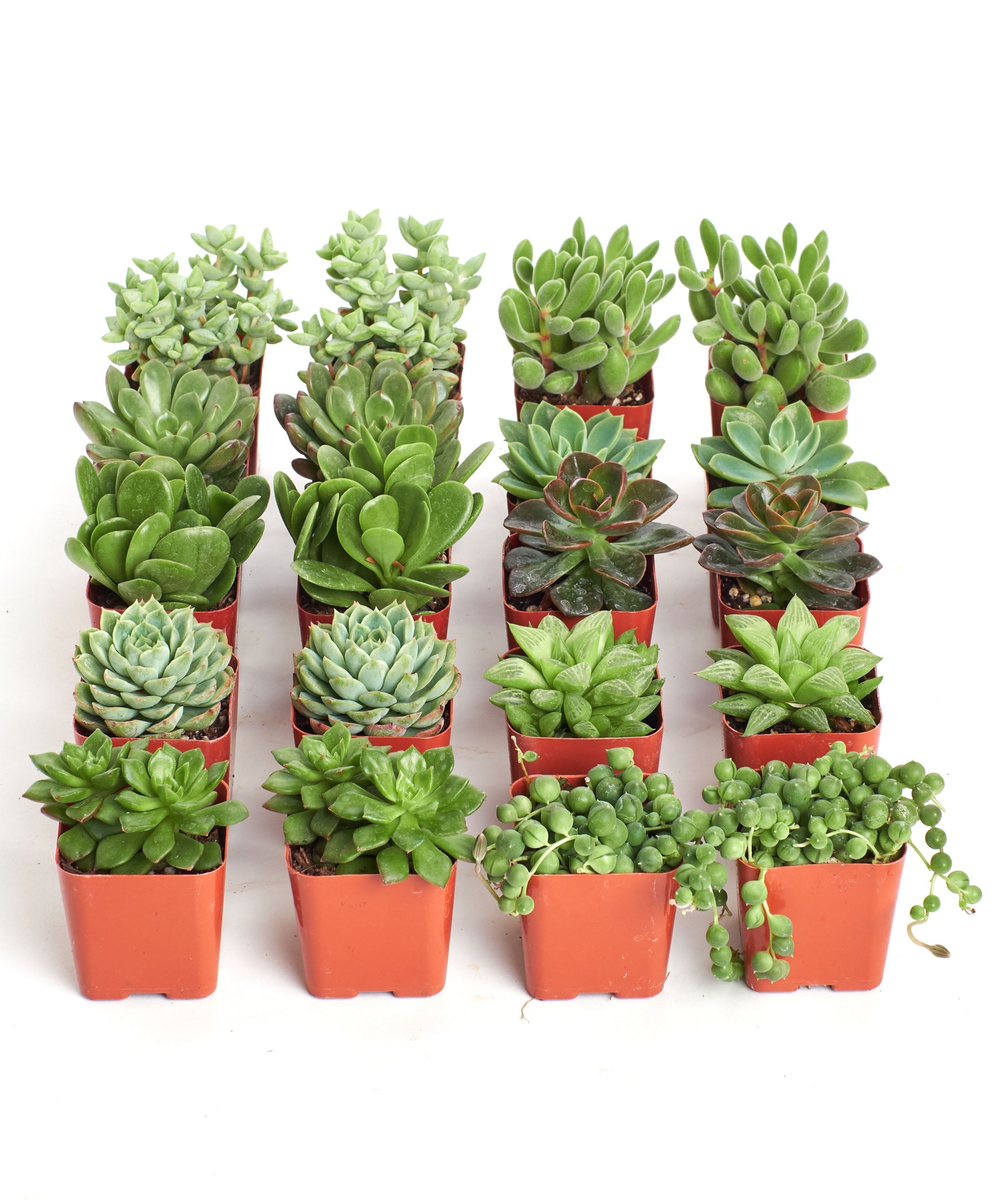 Four Verde Mini Succulents from Shop Succulents' collection in small decorative pots, showcasing vibrant green, rosette-shaped succulents.