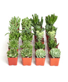 Mini succulent collection featuring four Verde succulents from Shop Succulents, arranged in small decorative pots.