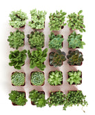 Mini Verde Succulent Collection by Shop Succulents featuring four small, vibrant green succulents in individual pots.