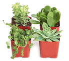 Mini succulent collection featuring four green Shop Succulents Verde succulents in small pots, perfect for tabletop decor.