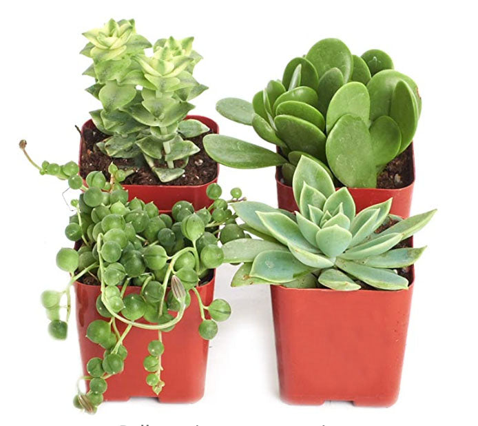 Mini succulent collection featuring four green Shop Succulents Verde succulents in small pots, perfect for tabletop decor.