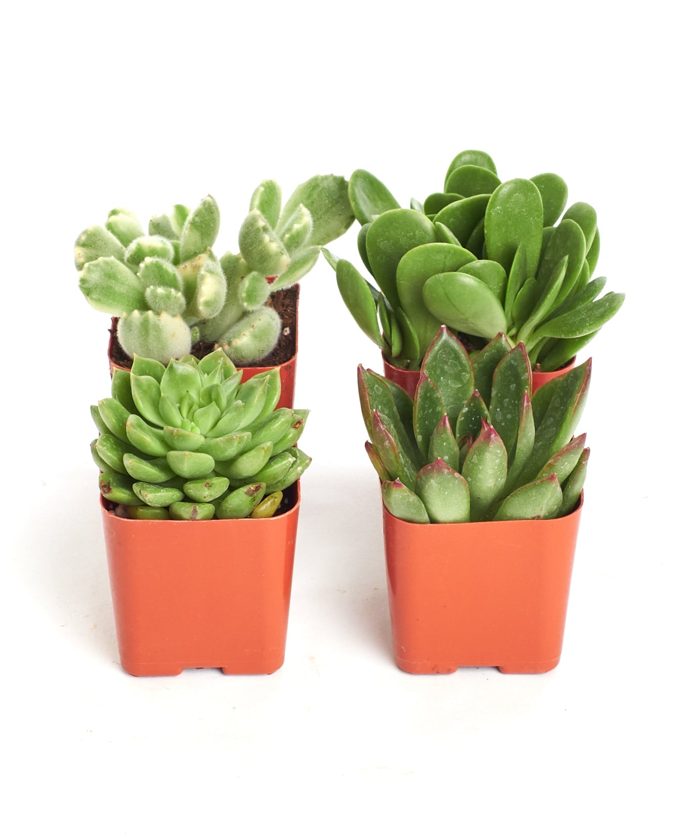 Four small Verde mini succulents from Shop Succulents' collection, showcasing vibrant green, rosette-shaped succulent plants.