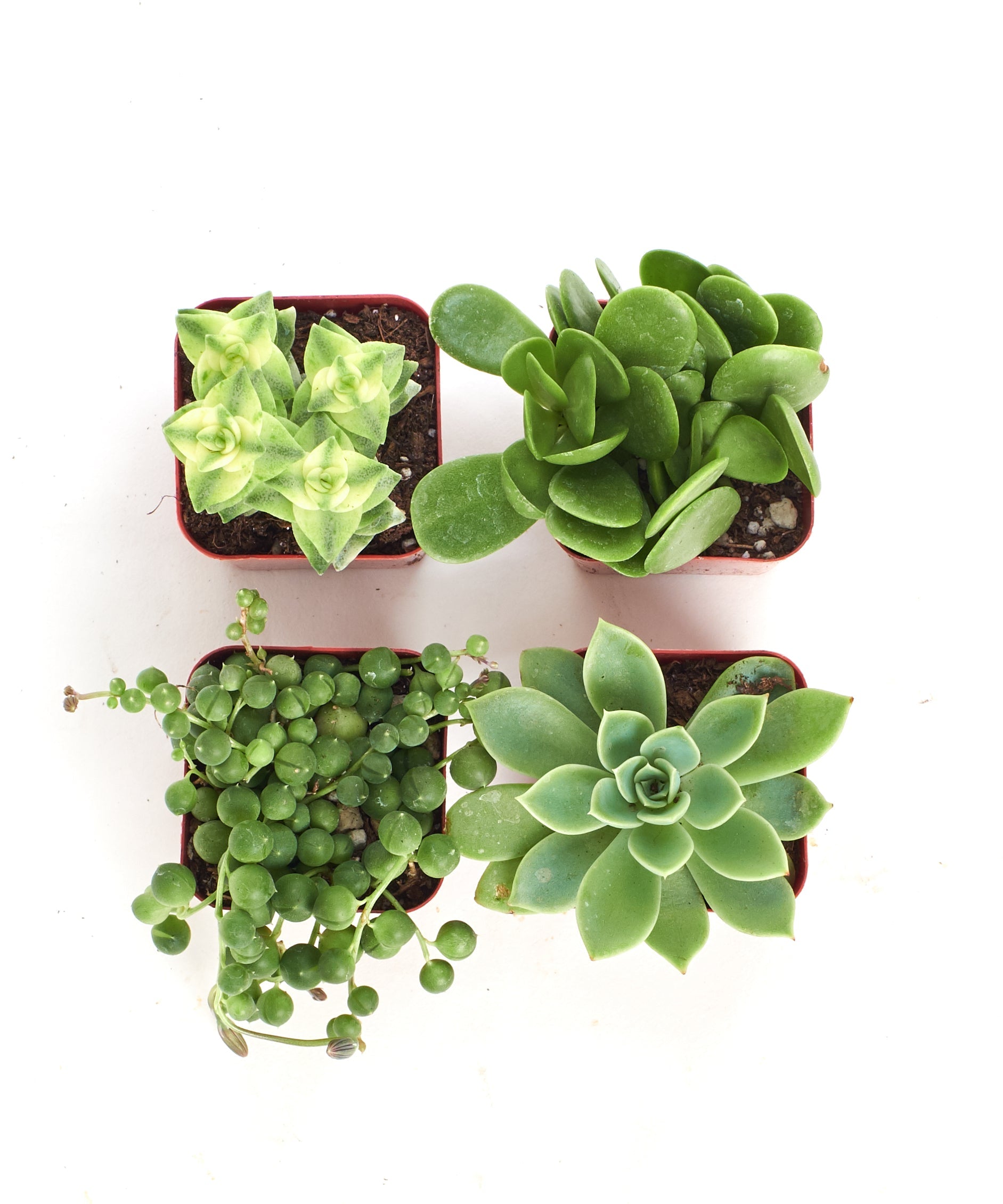 Mini Verde Succulent Collection by Shop Succulents featuring four small, vibrant green succulents in individual pots.