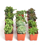 Mini Verde Succulent Collection by Shop Succulents featuring four small, vibrant green succulents in a compact arrangement.