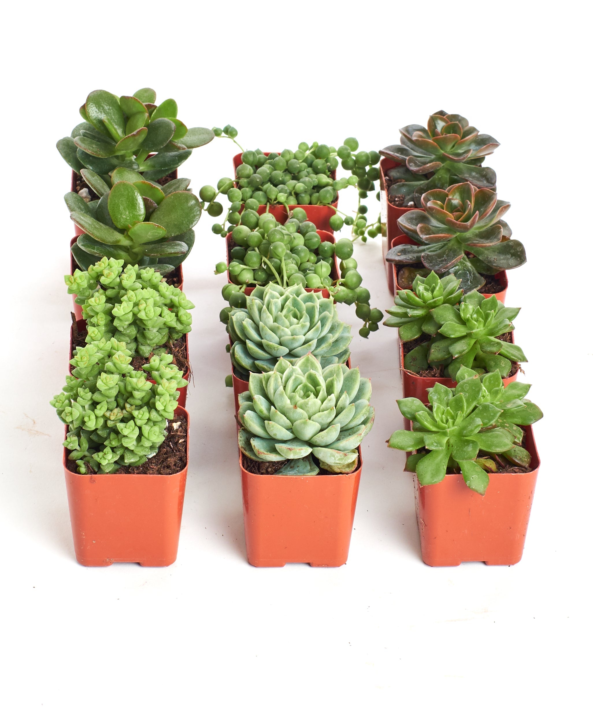Mini Verde Succulent Collection by Shop Succulents featuring four small, vibrant green succulents in a compact arrangement.