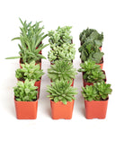 Four small green succulents in a Verde Mini Succulent Collection by Shop Succulents, arranged in individual pots.