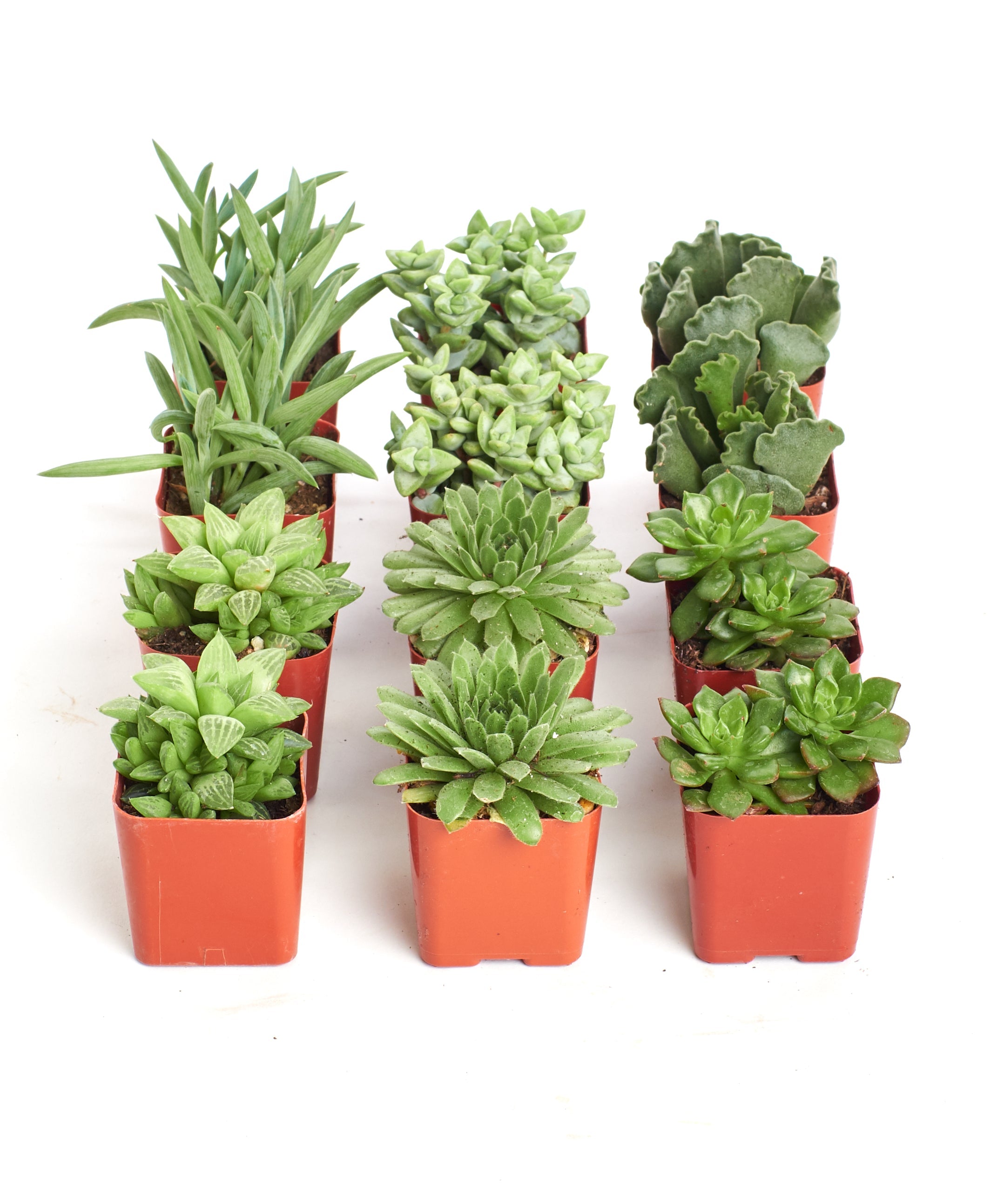 Four small green succulents in a Verde Mini Succulent Collection by Shop Succulents, arranged in individual pots.