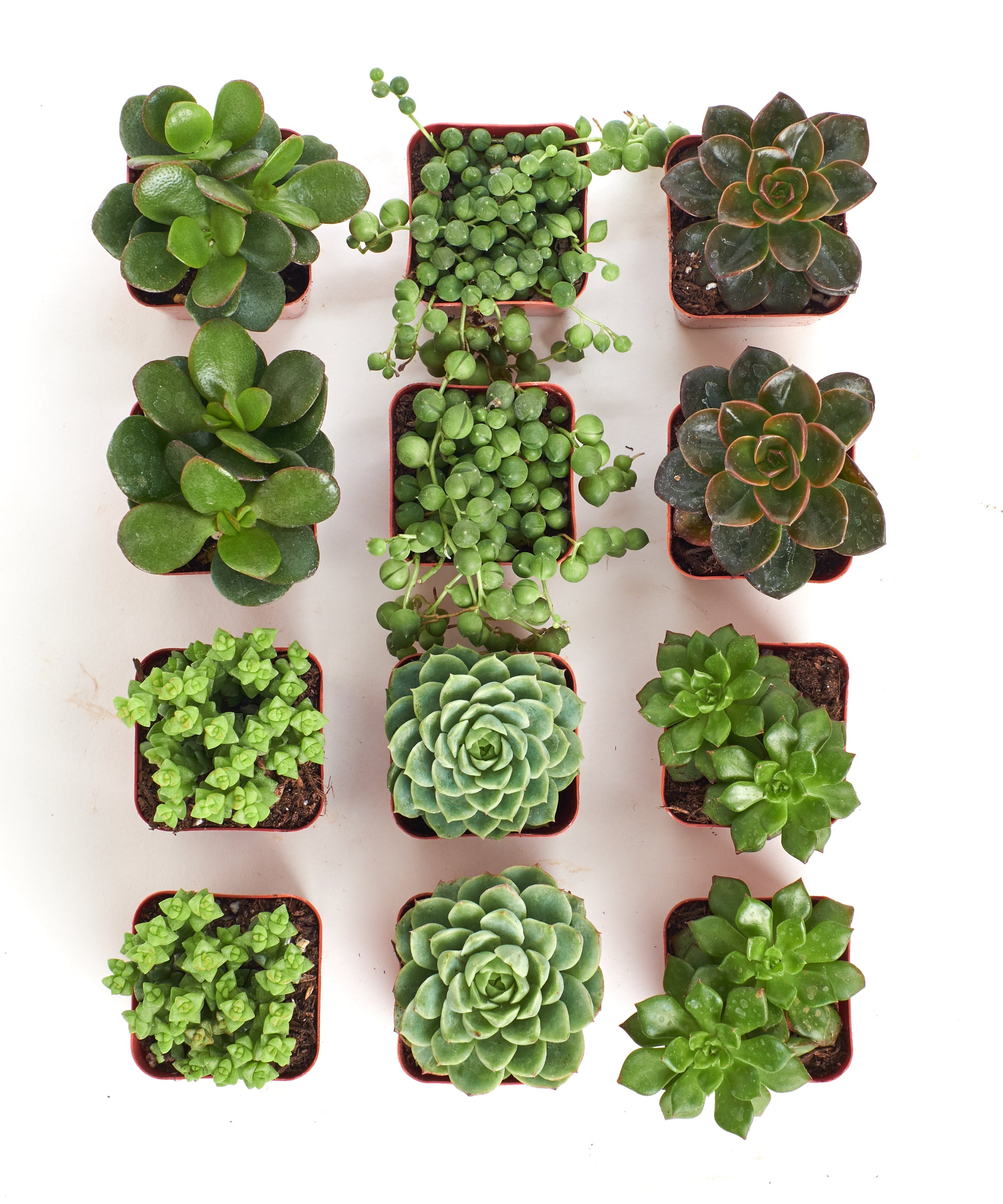 Verde Mini Succulent Collection by Shop Succulents showing four small, green succulents in a compact arrangement.