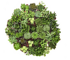 Mini Verde Succulent Collection by Shop Succulents, four small potted succulents with vibrant green leaves in a compact display.