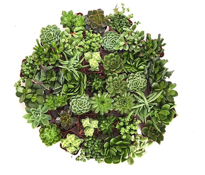 Mini Verde Succulent Collection by Shop Succulents, four small potted succulents with vibrant green leaves in a compact display.