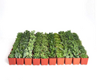 Mini Verde succulent collection by Shop Succulents featuring four small, vibrant green succulents in individual pots.