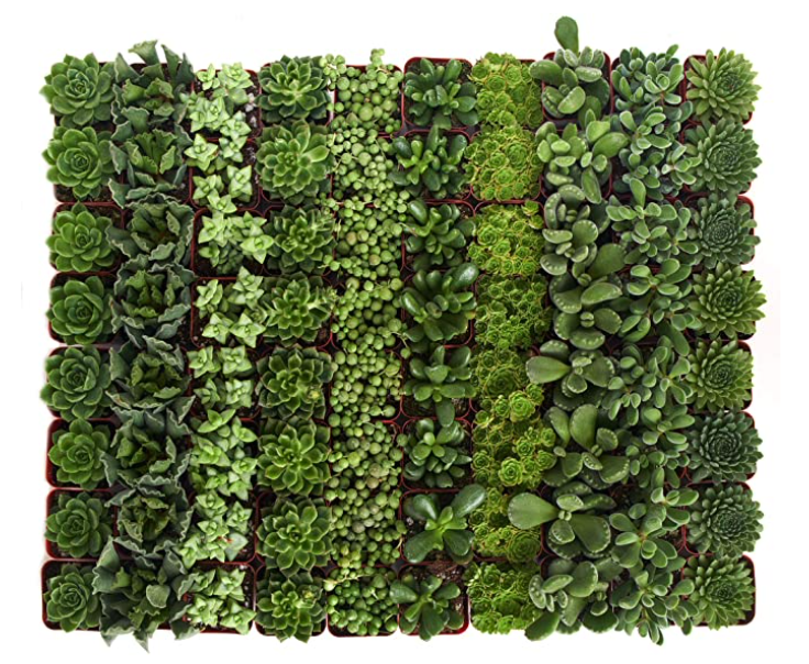Four small Verde Mini Succulent Collection plants from Shop Succulents featuring vibrant green succulents in a compact arrangement.