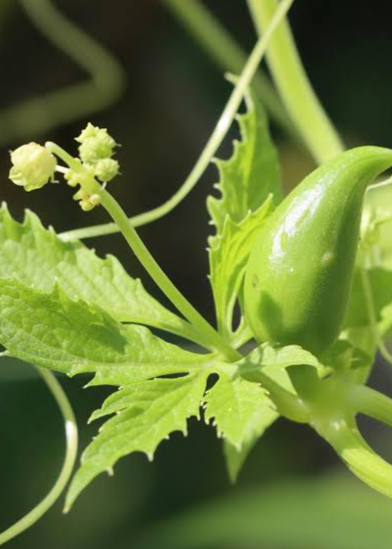 Caigua fruiting plant in large coconut coir pot by Sow Exotic, showcasing green vine and developing fruit.