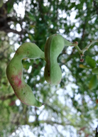 Inga cinnamomea fruiting plant in a large coconut coir pot, showcasing lush green foliage and developing fruit.