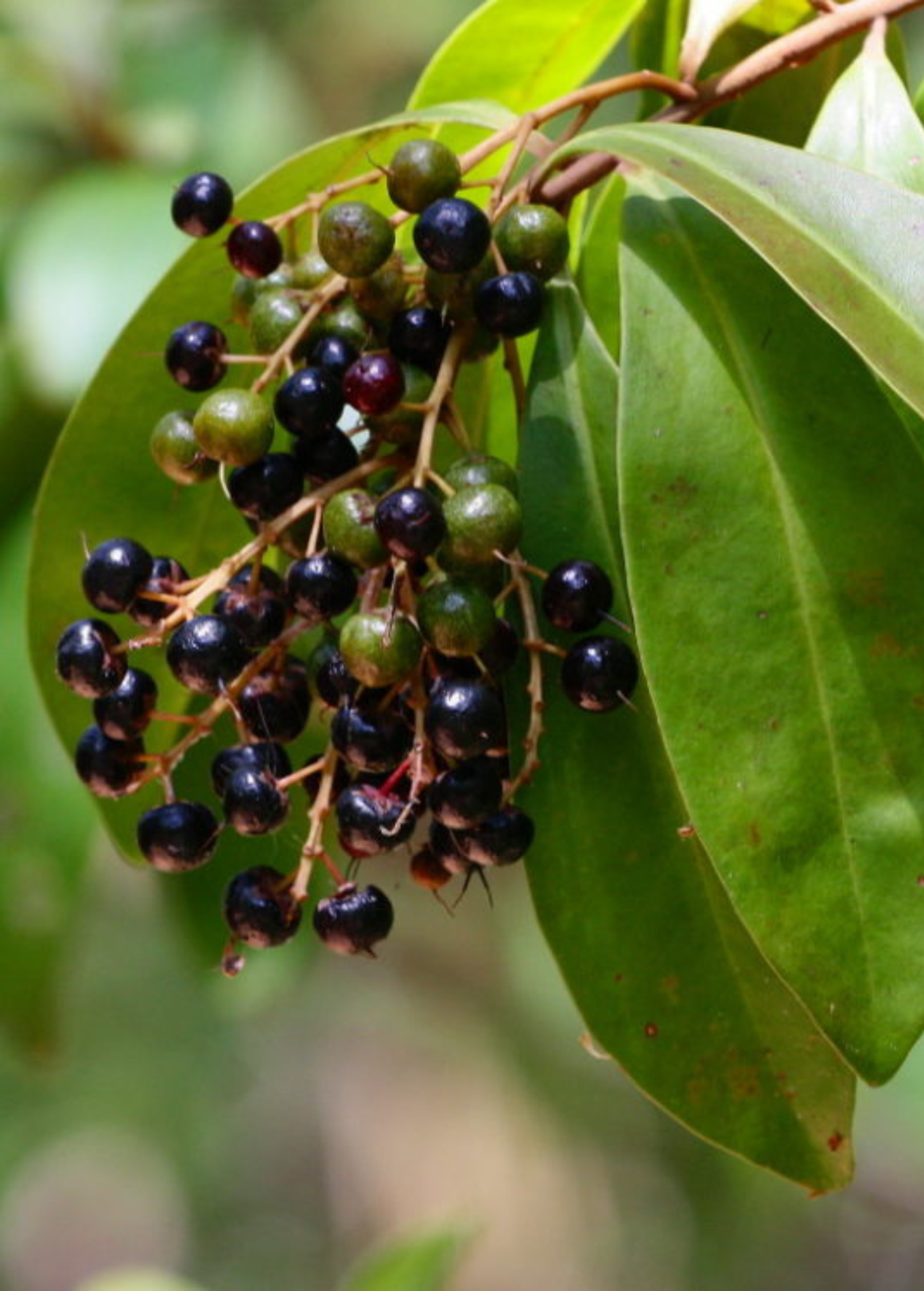 Large coconut coir pot with a thriving Marlberry (Ardisia squamulosa) fruiting plant by Sow Exotic, showcasing lush green foliage.