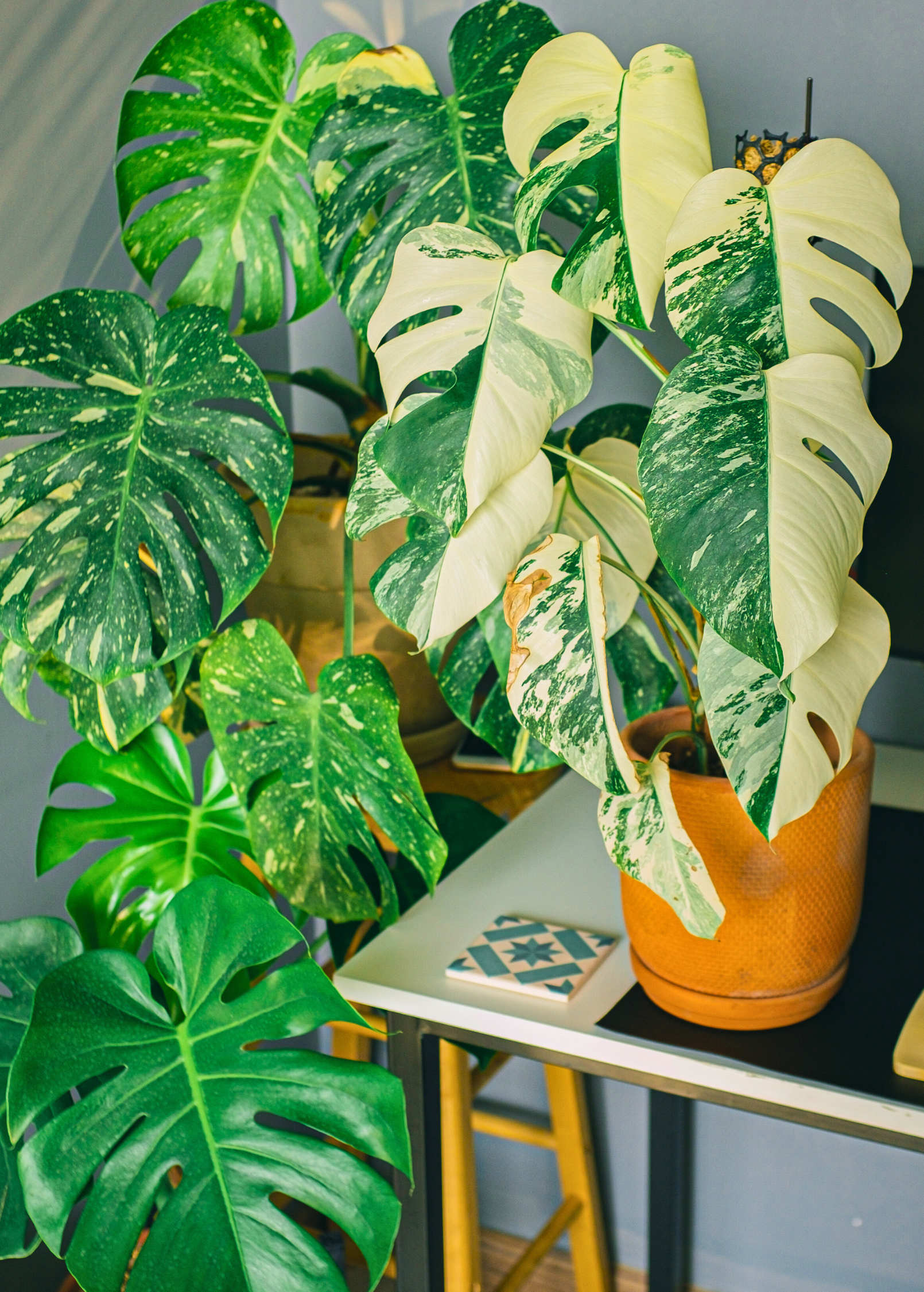 Large Monstera 'Thai Constellation' fruiting plant in coconut coir pot, showcasing variegated leaves and healthy growth.