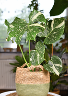 Large Monstera 'Thai Constellation' fruiting plant in coconut coir pot, showcasing variegated green and white leaves.