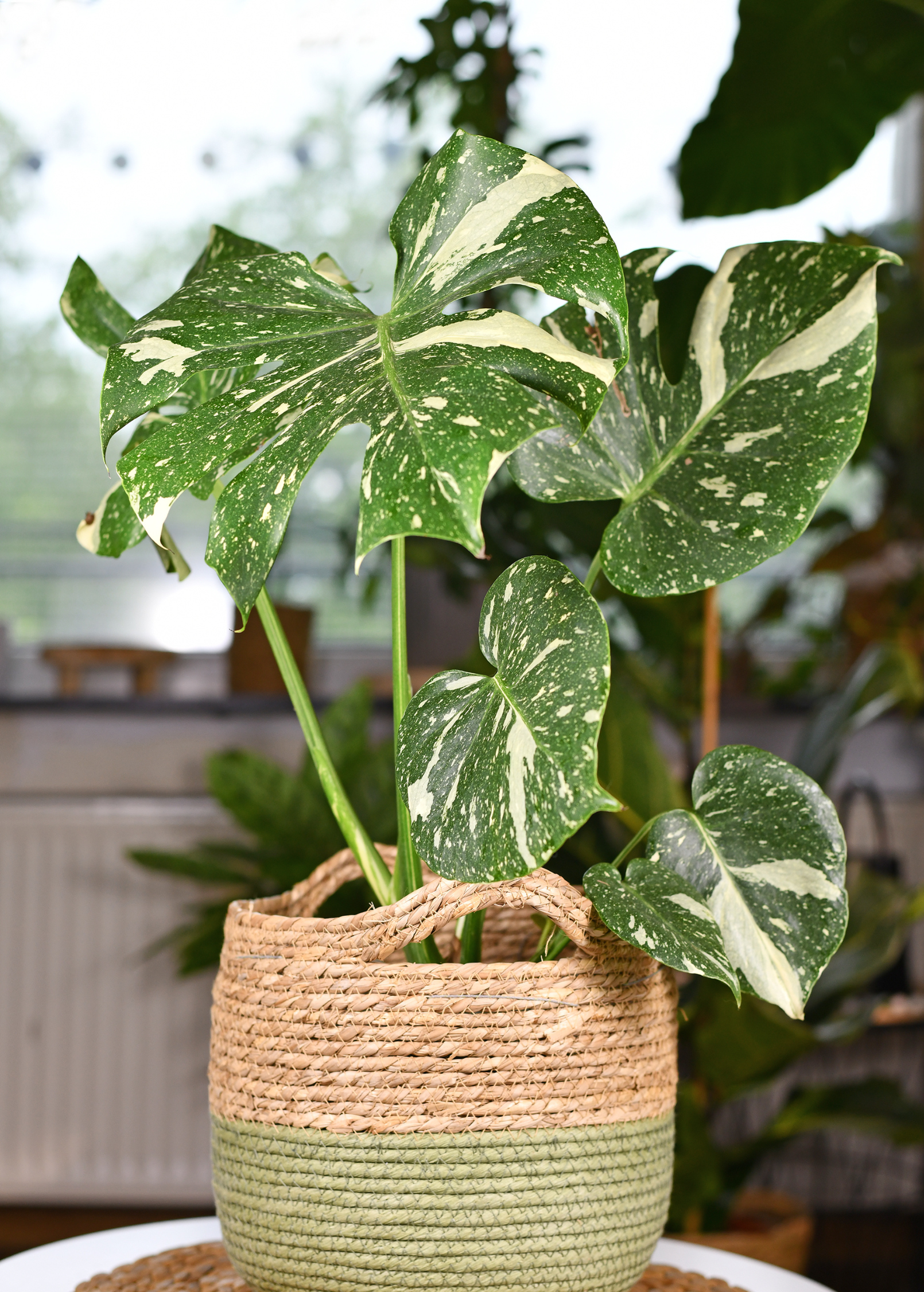 Large Monstera 'Thai Constellation' fruiting plant in coconut coir pot, showcasing variegated green and white leaves.