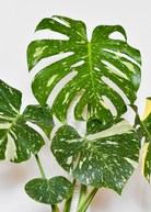 Large Monstera 'Thai Constellation' fruiting plant in coconut coir pot, showcasing variegated leaves and healthy growth.