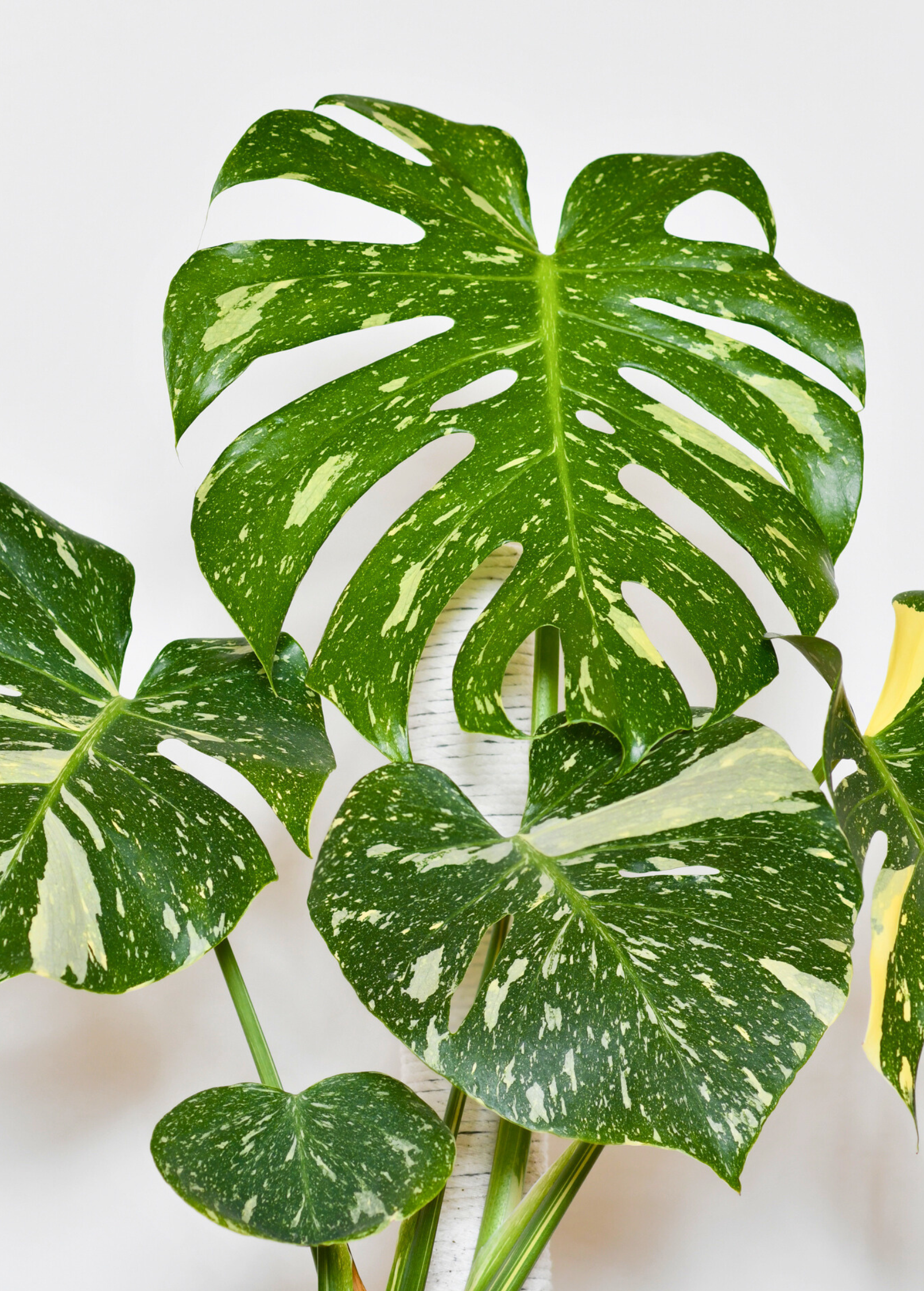 Large Monstera 'Thai Constellation' fruiting plant in coconut coir pot, showcasing variegated leaves and healthy growth.