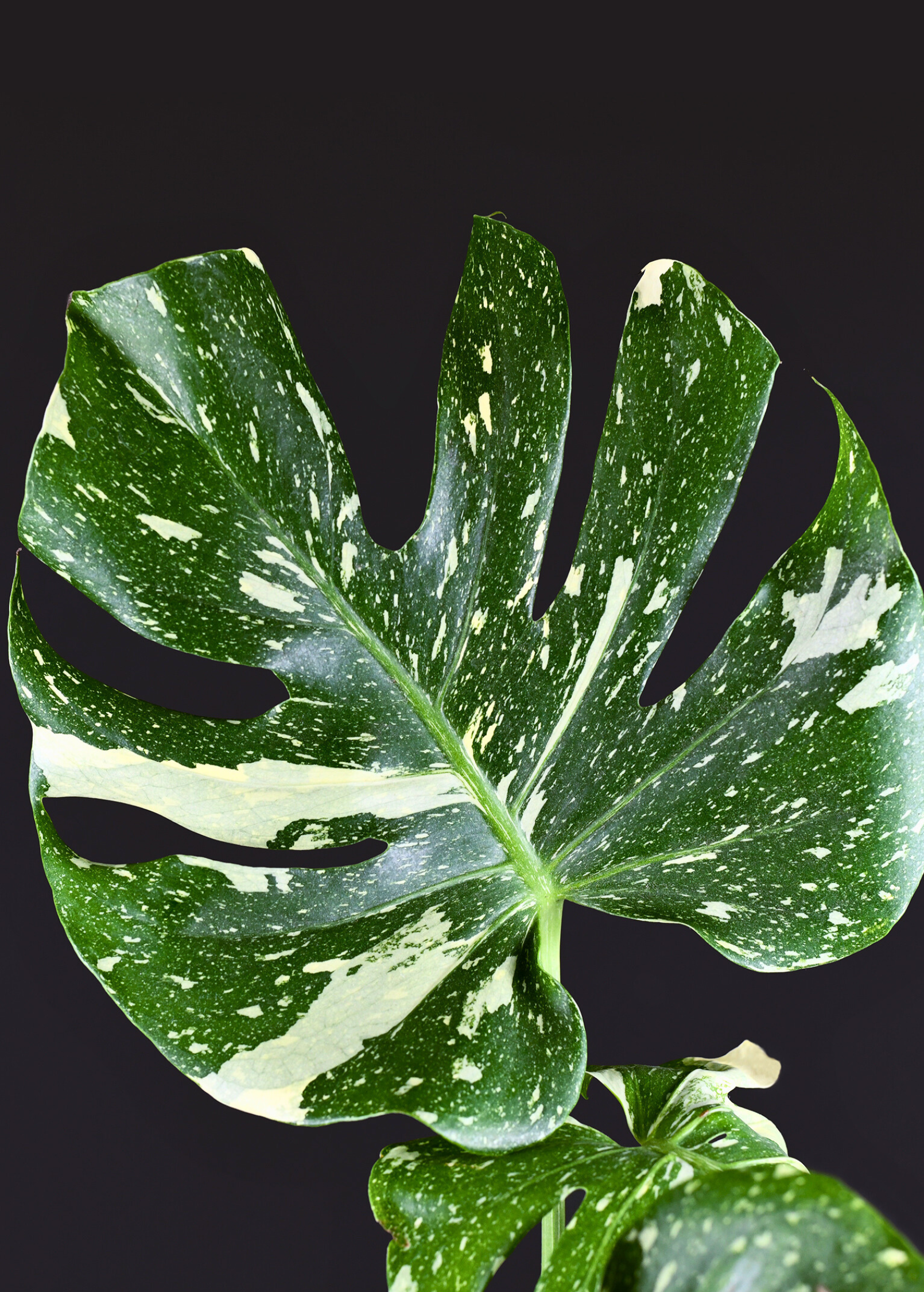 Large Monstera 'Thai Constellation' fruiting plant in a coconut coir pot, showcasing variegated leaves and healthy growth.