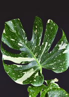 Large Monstera 'Thai Constellation' fruiting plant in a coconut coir pot, showcasing variegated leaves and healthy growth.