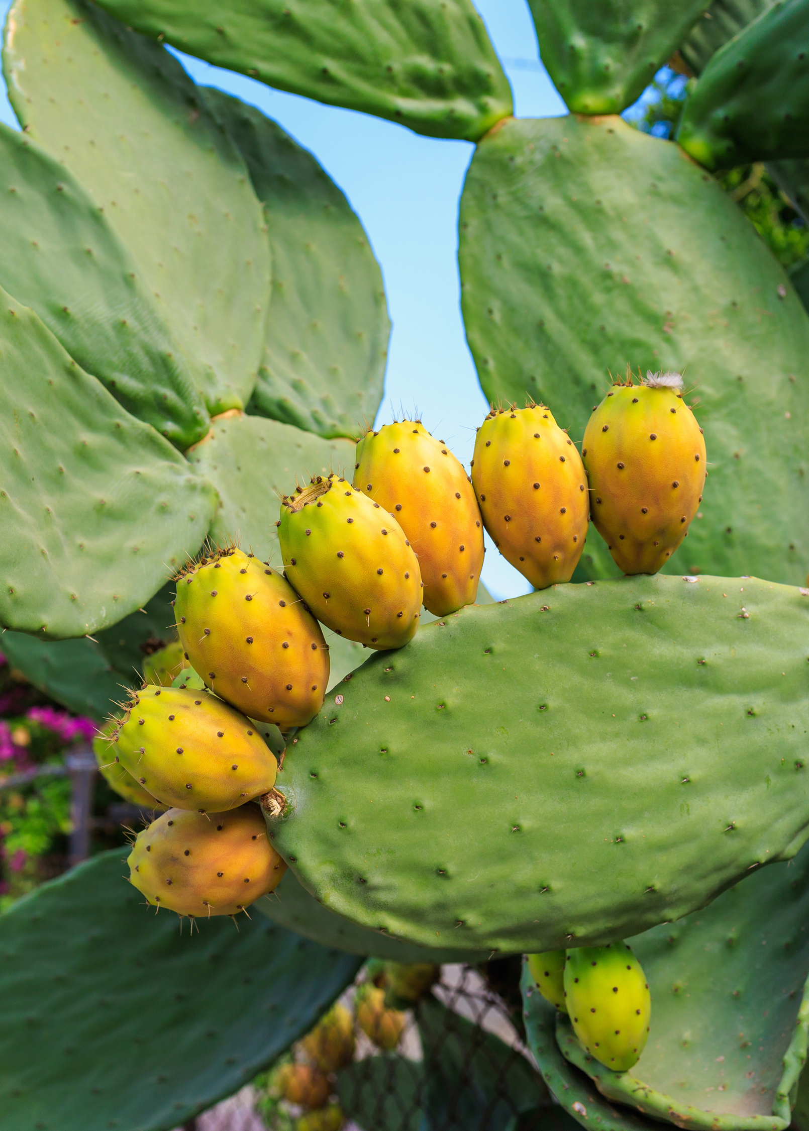 Large Nopales Cactus (Opuntia matudae) in coconut coir pot, showcasing its vibrant, spiny fruiting plant from Sow Exotic.