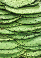 Large Nopales Cactus (Opuntia matudae) fruiting plant in coconut coir pot, grown by Sow Exotic, with vibrant green pads and fruit.