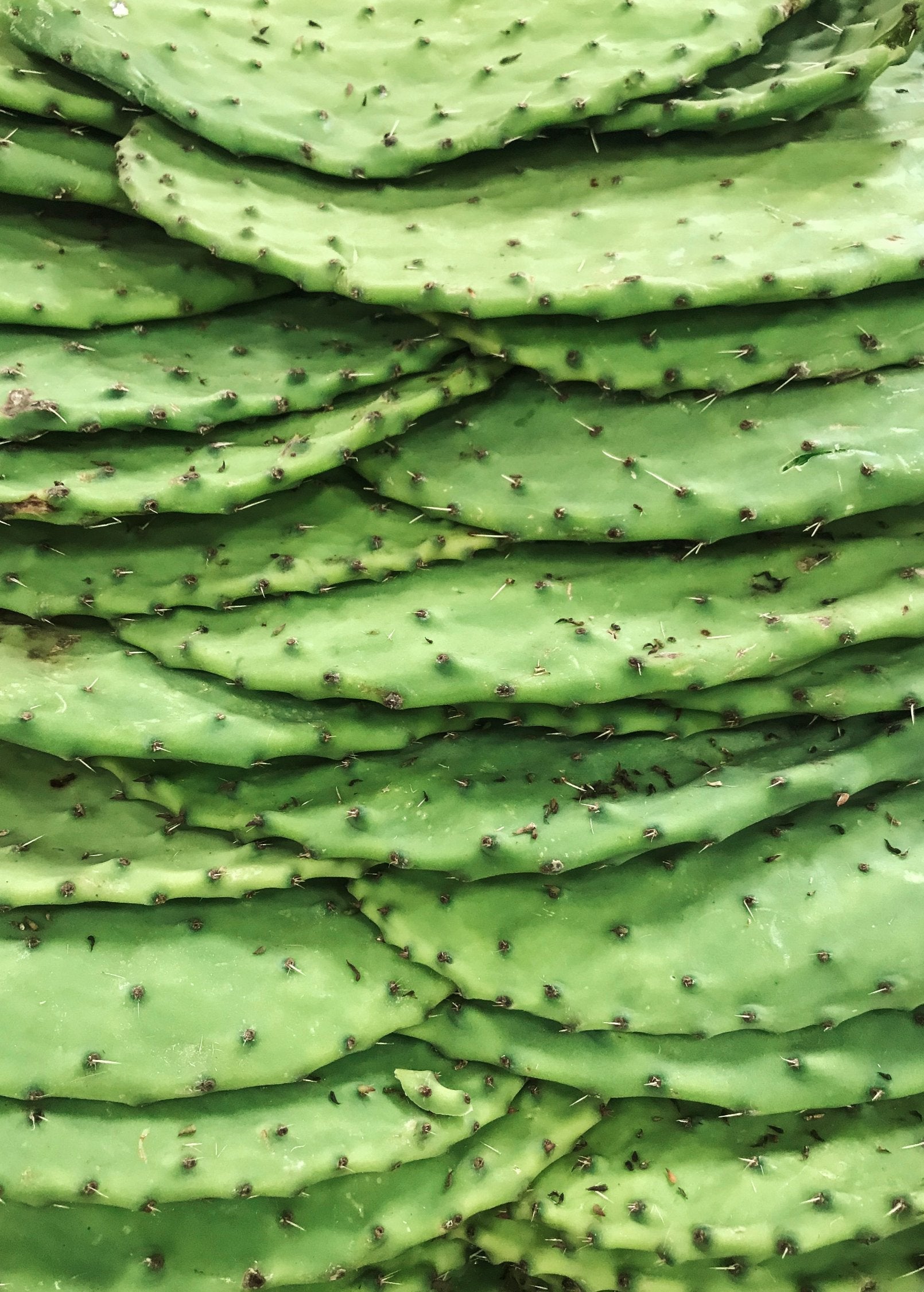 Large Nopales Cactus (Opuntia matudae) fruiting plant in coconut coir pot, grown by Sow Exotic, with vibrant green pads and fruit.