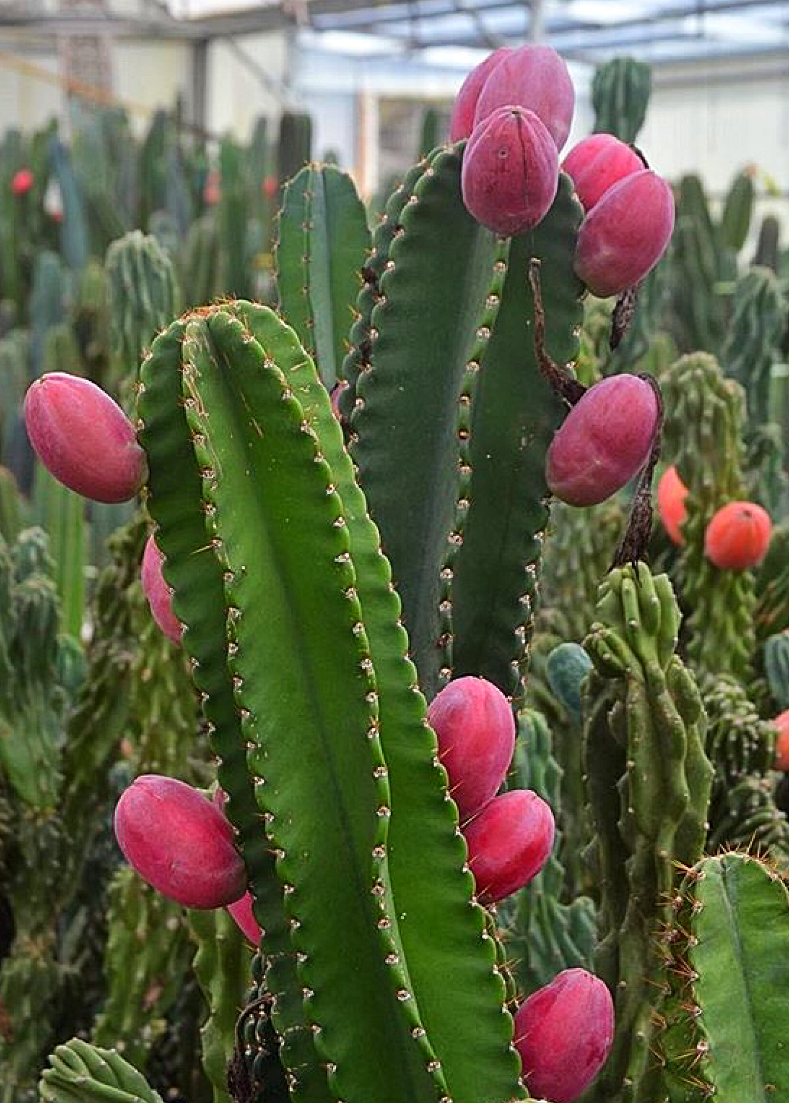 Large Peruvian Apple Cactus (Cereus repandus) fruiting plant in coconut coir pot, showcasing tall, columnar cactus with vibrant fruit.