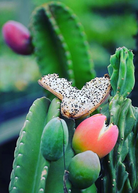 Large Peruvian Apple Cactus plant in coconut coir pot, showcasing its tall, branching cactus with vibrant green stems.